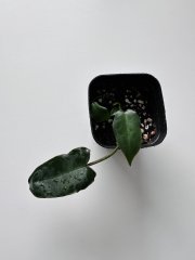 IMG_7346.jpeg