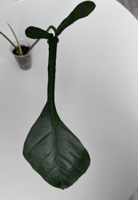 Philodendron Joepii
