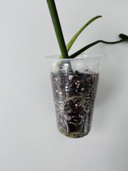 IMG_7387.jpeg