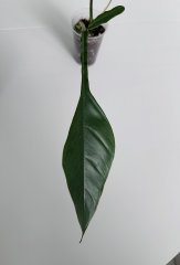 IMG_7390.jpeg