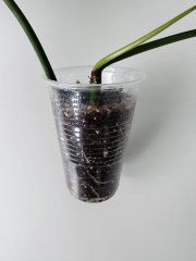 IMG_7388.jpeg