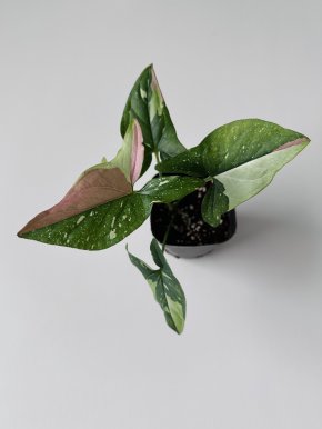 Syngonium “RedSpot” Tricolor
