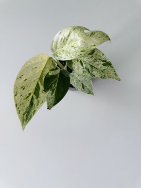 Epipremnum Pinnatum Marble - Řízek