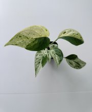 IMG_7412.jpeg