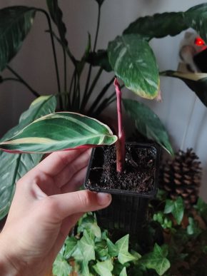Stromanthe triostar #3