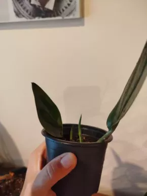 Scindapsus treubi dark form
