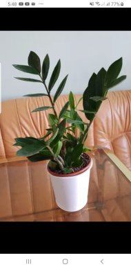 Zamioculcas
