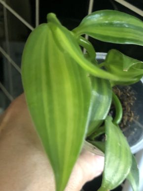 Vanilla Planifolia variegata - vrcholový řizek .