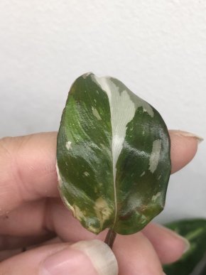 Philodendron Red Anderson - vrcholový řizek .