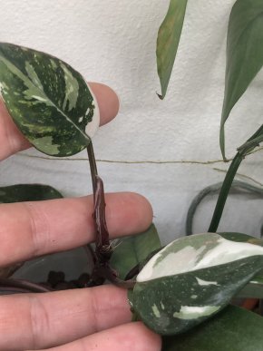 Philodendron Red Anderson - stonkovy řizek ( 2 listy )