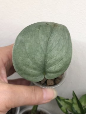 Scindapsus Platinum - rostlina .