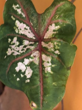 Caladium Spring Fling - rostlina .