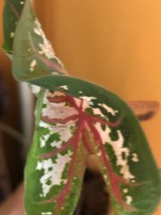 IMG_9930.jpeg