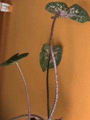 IMG_9933.jpeg