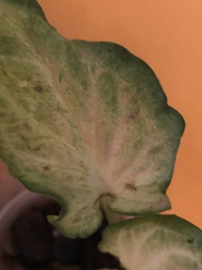 Caladium Maculatum -rostlina.