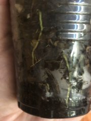 IMG_9970.jpeg