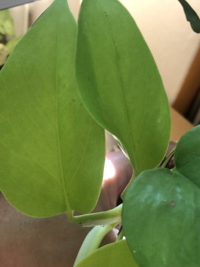 Epipremnum aurea Neon  vrcholový řizek .