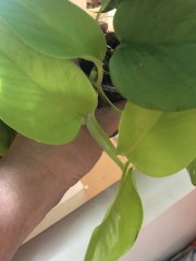 IMG_9922.jpeg