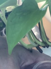 IMG_9924.jpeg