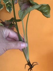 IMG_9975.jpeg
