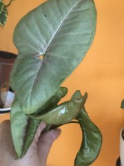 IMG_9977.jpeg