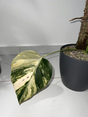 Monstera Aurea A