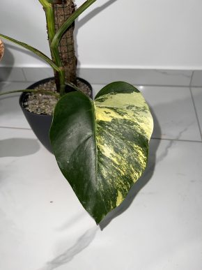 Monstera Aurea B