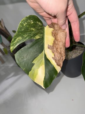 Monstera Aurea C