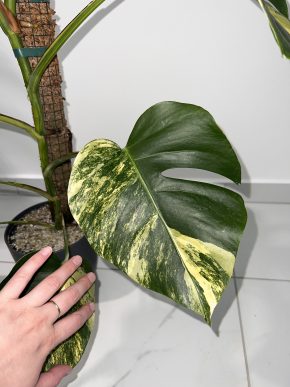 Monstera Aurea D