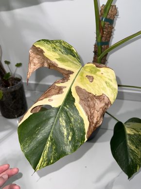 Monstera Aurea E