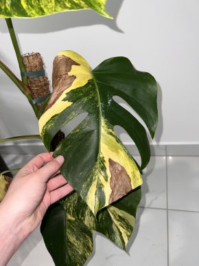 Monstera Aurea F