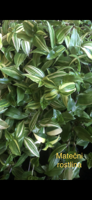 Tradescantia Yellow Hill - čerstvý řizek .