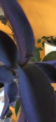 Tradescantia Pallida Heart- čerstvý řizek.