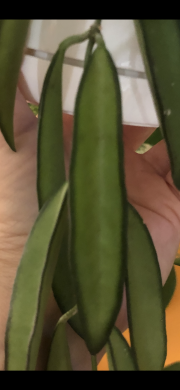 Hoya Wayetii - čerstvý řizek .