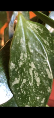 Hoya Gracilis - čerstvý řizek .