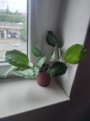Maranta leuconeura #1