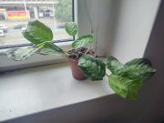 IMG_20250802_094254.jpg