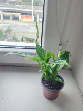 Lopatkovec / Spathiphyllum / Toulcovka #1
