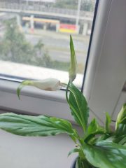 IMG_20250802_094452.jpg