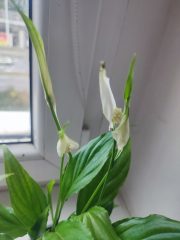 IMG_20250802_094436.jpg