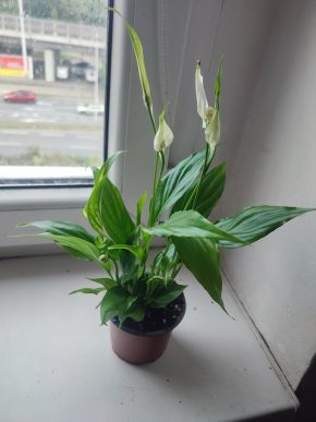Lopatkovec / Spathiphyllum / Toulcovka #2