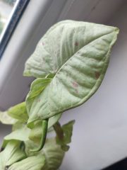 IMG_20250802_094410.jpg