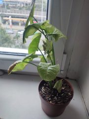 IMG_20250802_094407.jpg