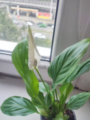 IMG_20250802_094427.jpg