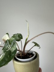IMG_0827.jpeg
