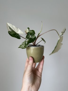 Syngonium albo