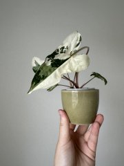 IMG_0825.jpeg