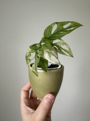 Monstera adansonii variegata