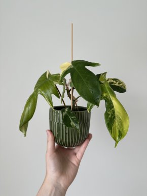 Philodendron florida beauty #1