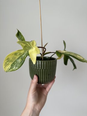 Philodendron florida beauty #2